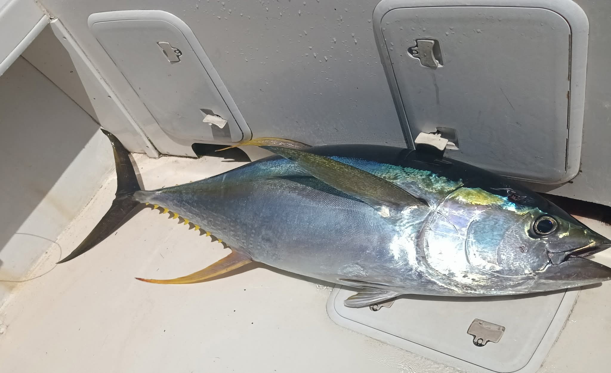 Fresh poke catch